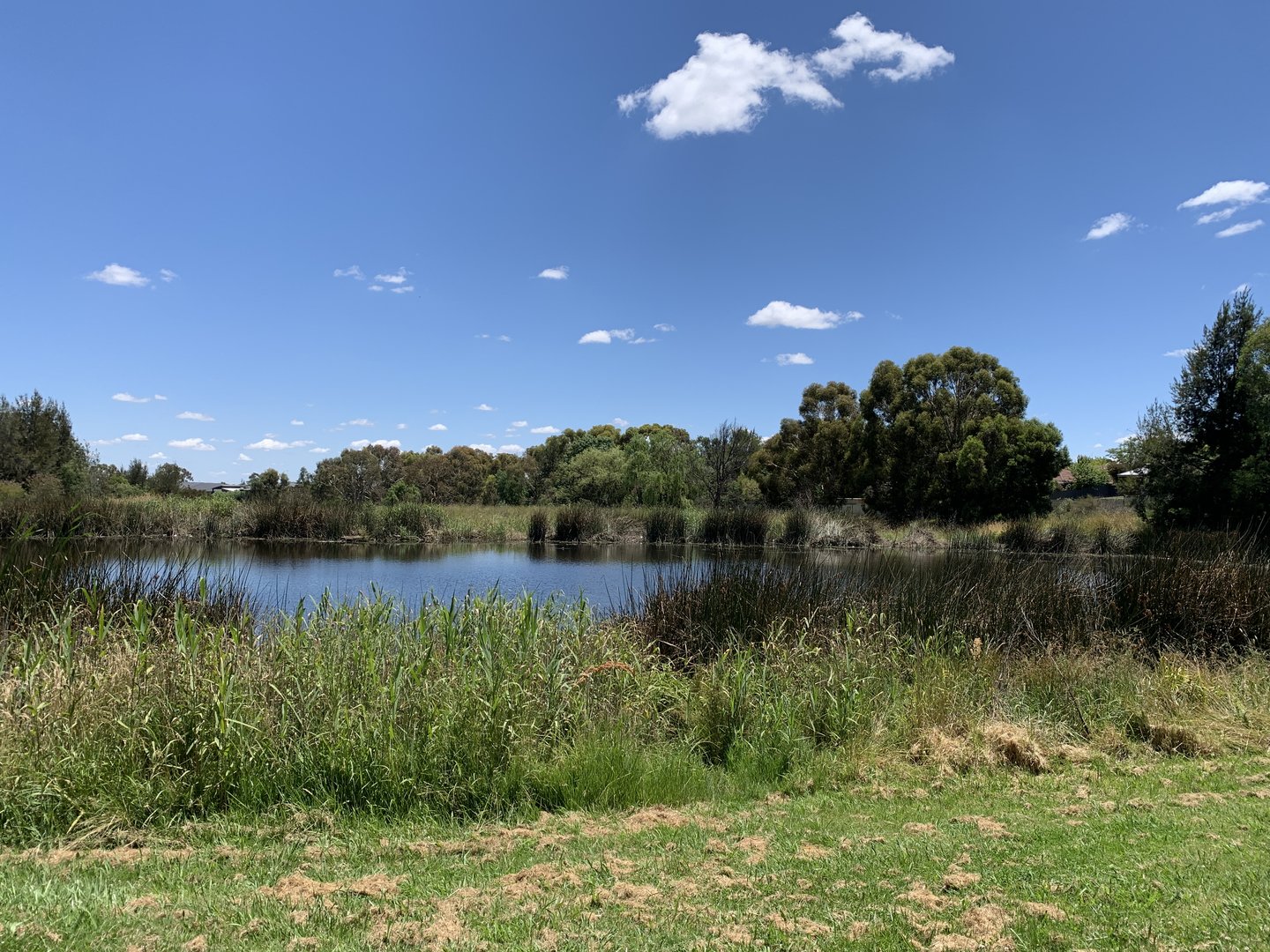 Somerset Wetland, Orange