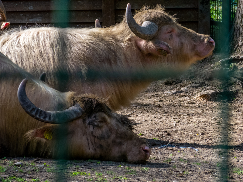 Somestic water buffalo