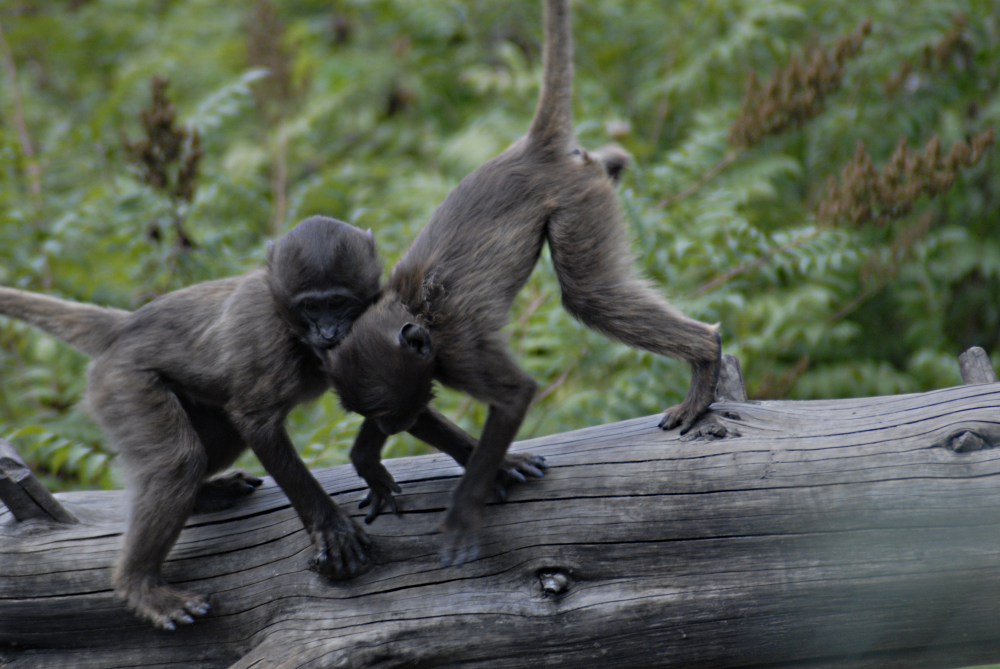 Something goeth before a fall - Berlin Tierpark 2022