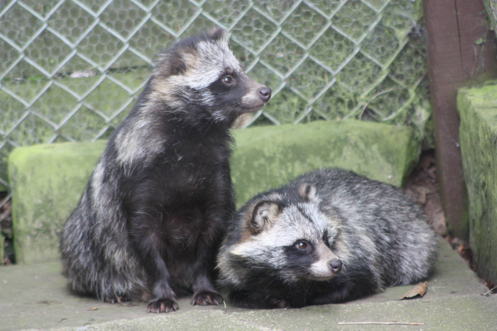 Something has caught their attention, 14th August 2014