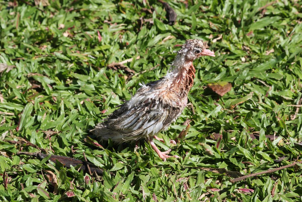 Something that appears to have left the nest to early...(wild)