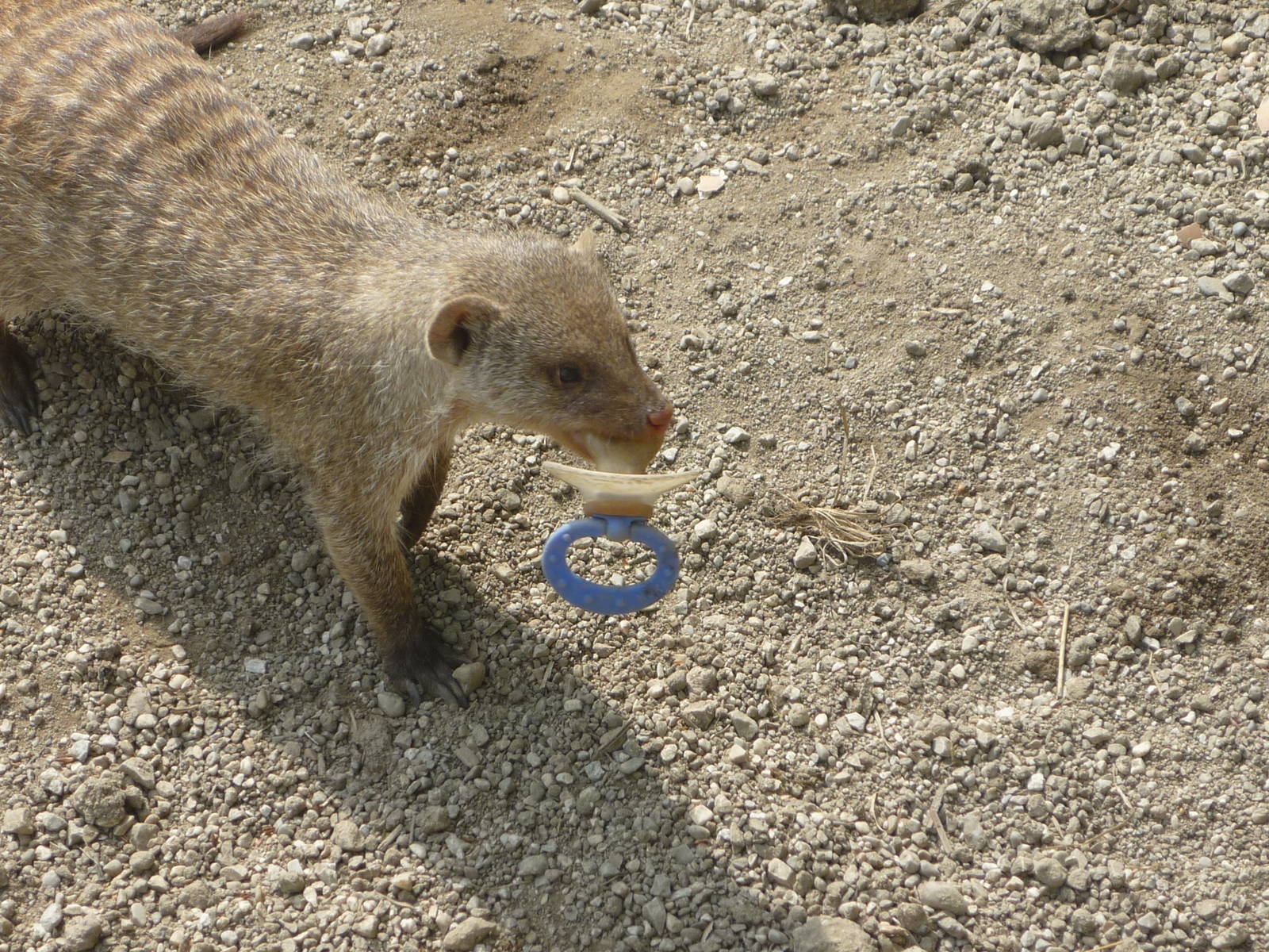 Sometimes, you just need a pacifier...