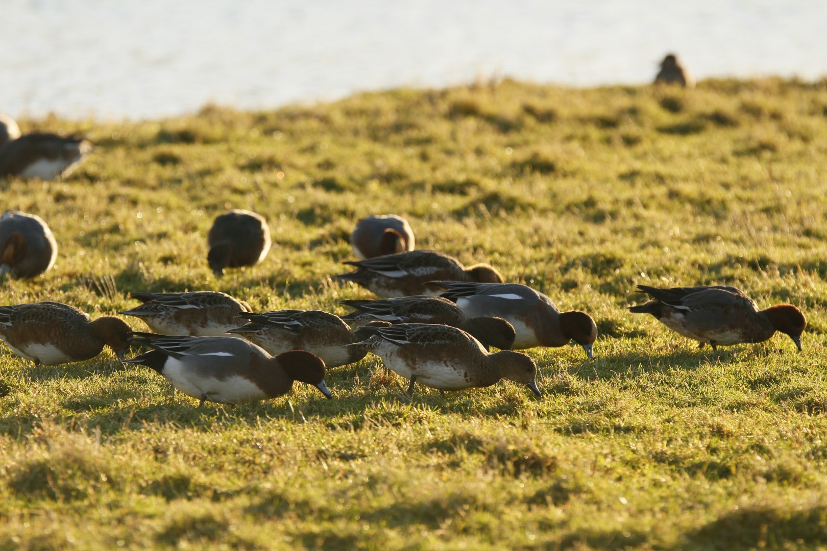 Somewhat closer wigeon