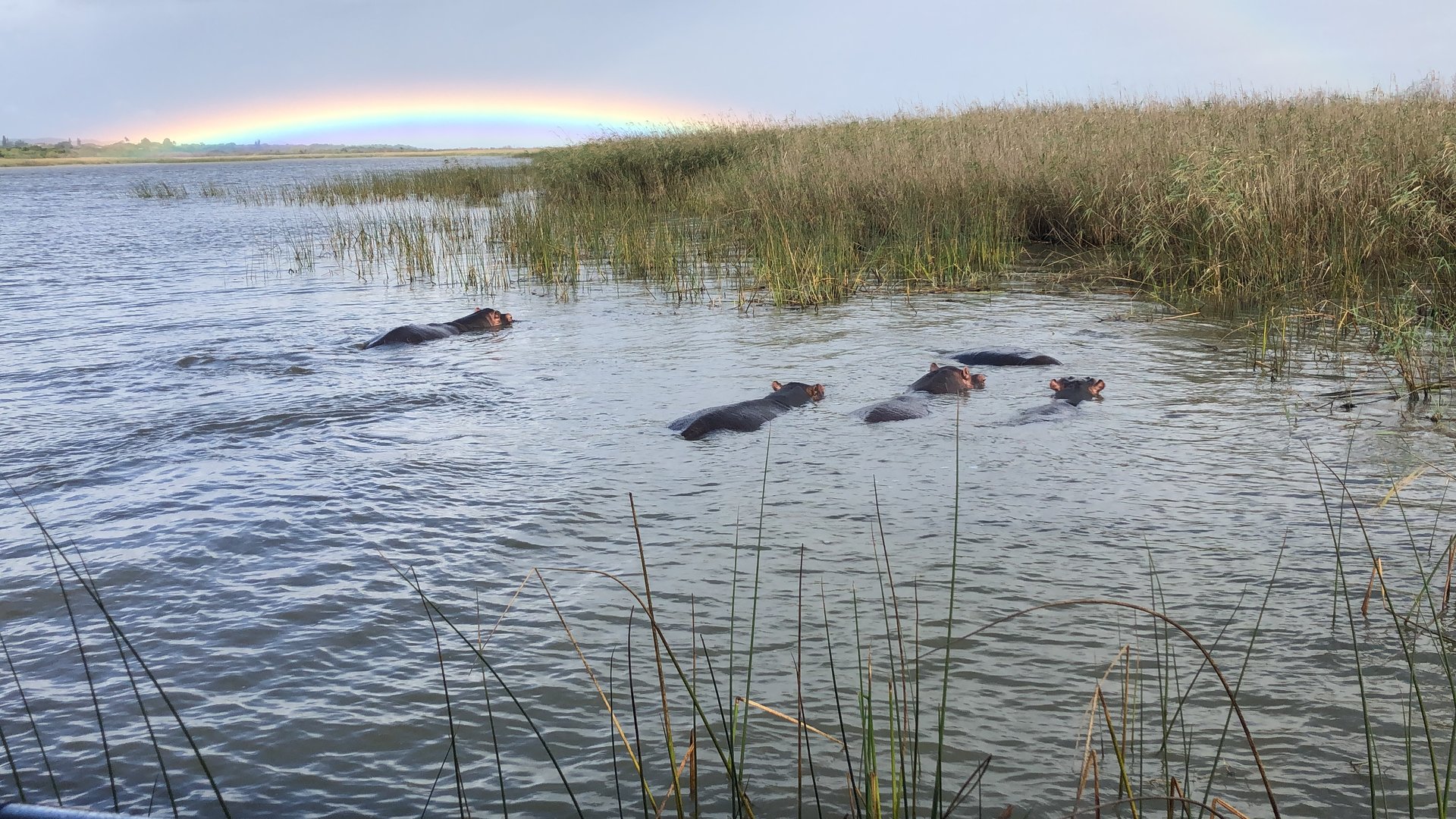 Somewhere over the rainbow…there are hippos