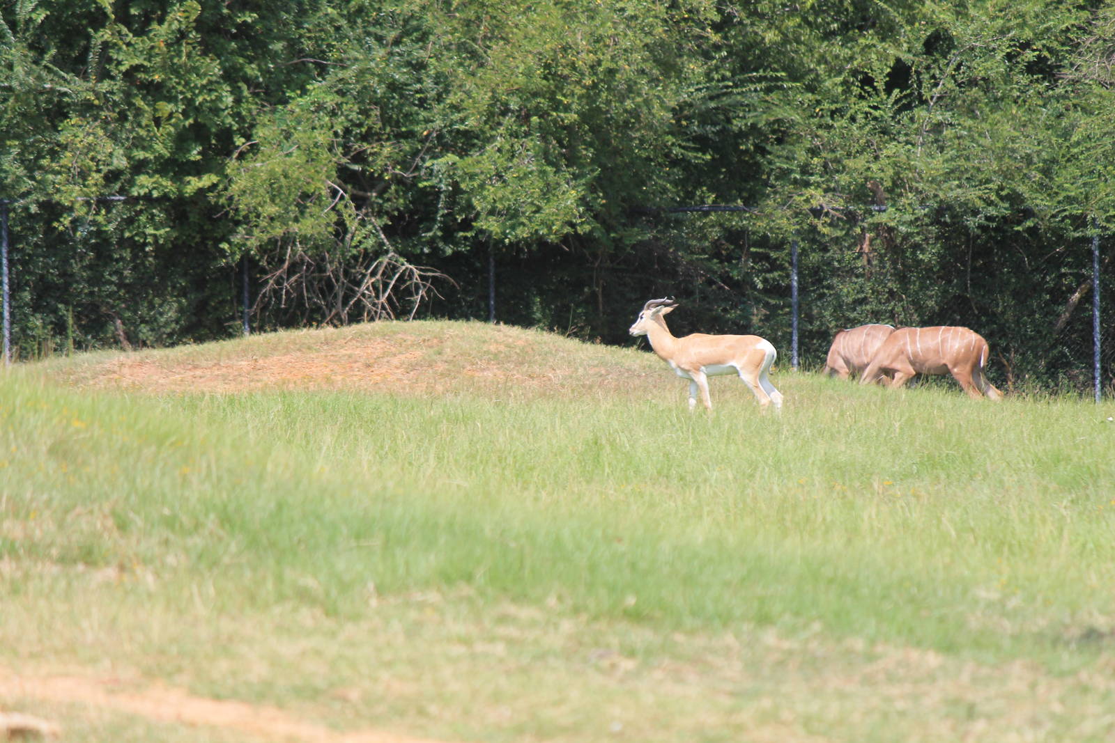 Sommering's Gazelle and Greater Kudu