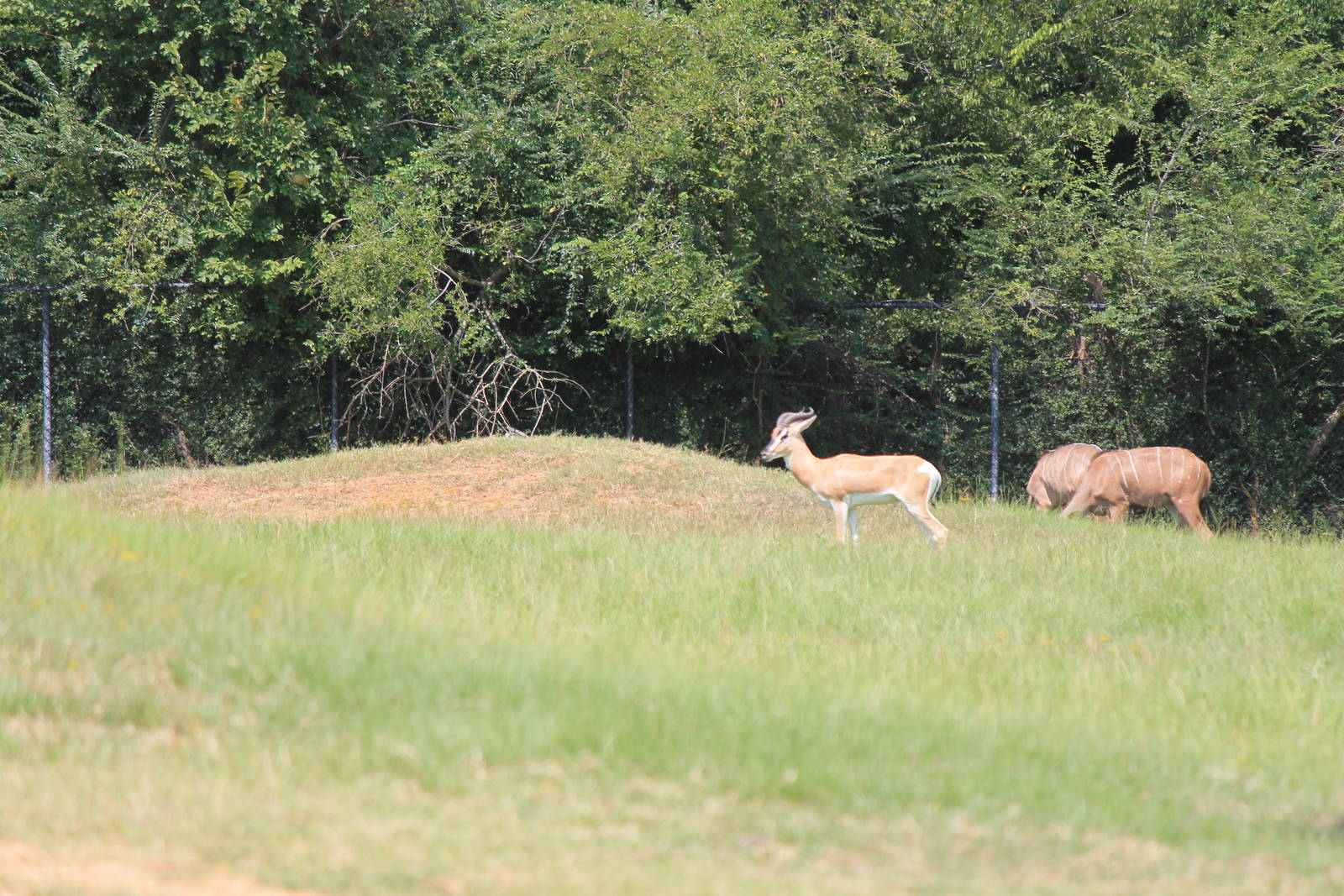Sommering's Gazelle and Greater Kudu