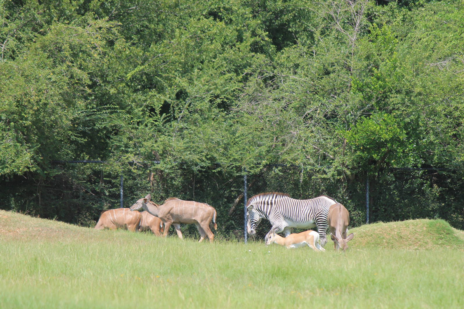 Sommering's Gazelle, Greater Kudu and Grevy's Zebra