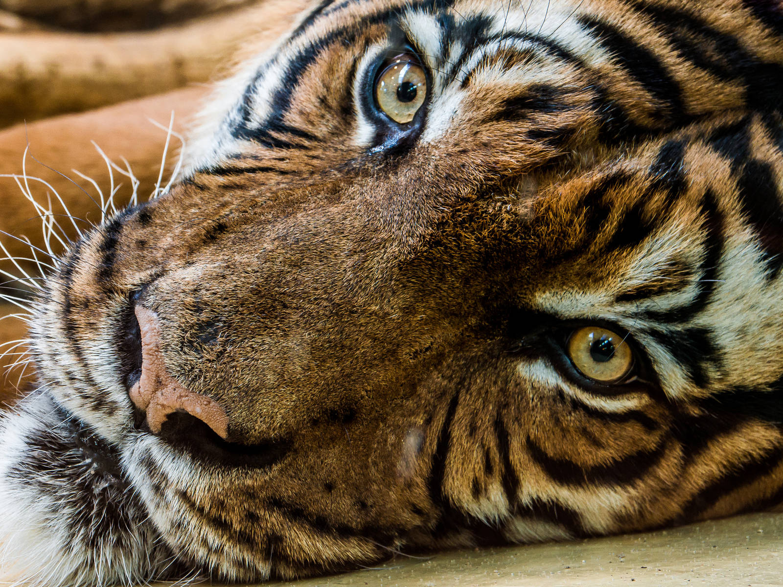 Sompon the male Malayan Tiger (Panthera tigris jacksoni)