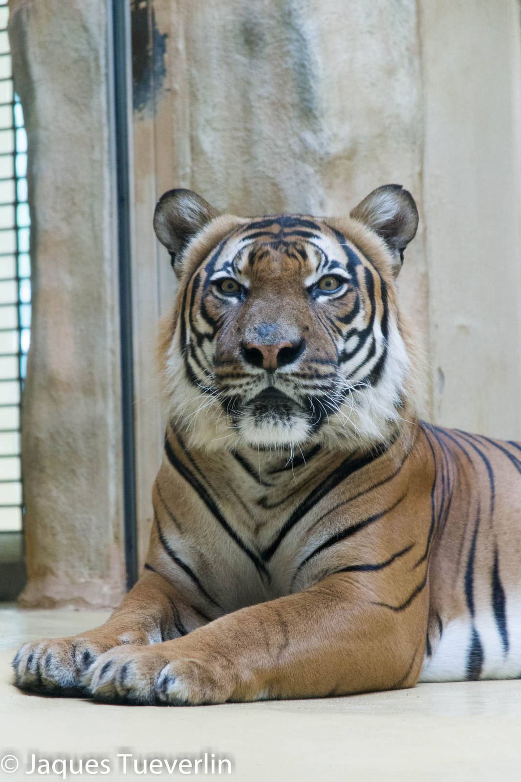 Sompon the male Malayan Tiger (Panthera tigris jacksoni)