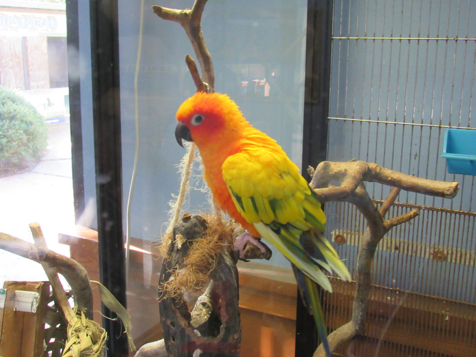 Son Conure in Tiny Tot Nature Spot