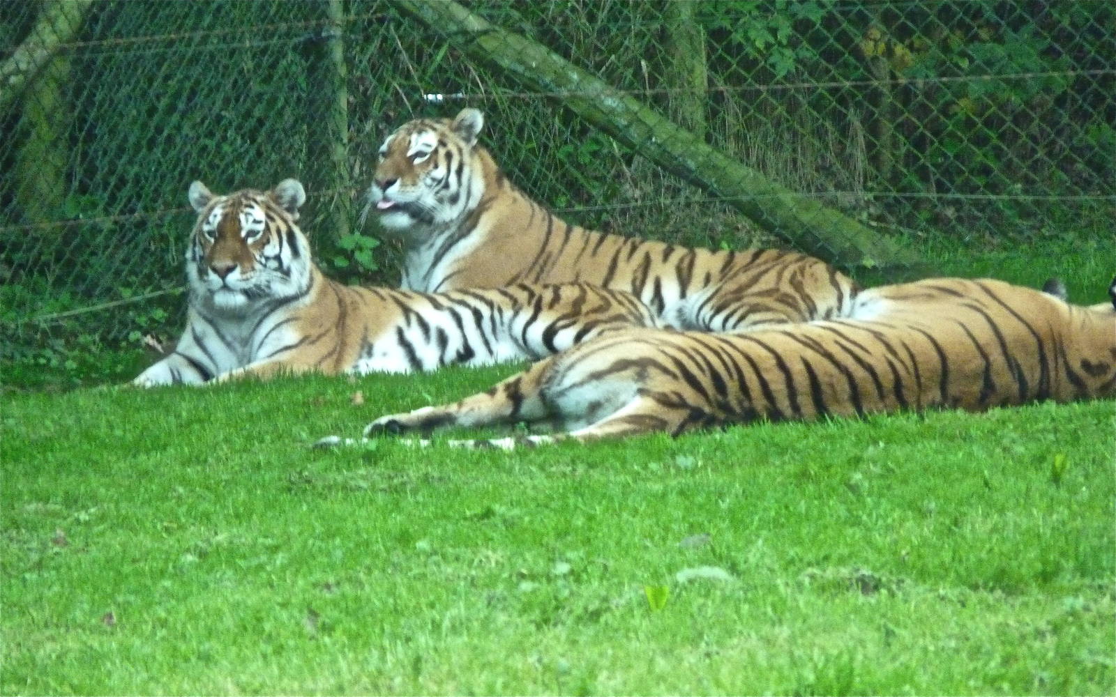 Sondari, Sauri and Shevtli the Amur Tigers