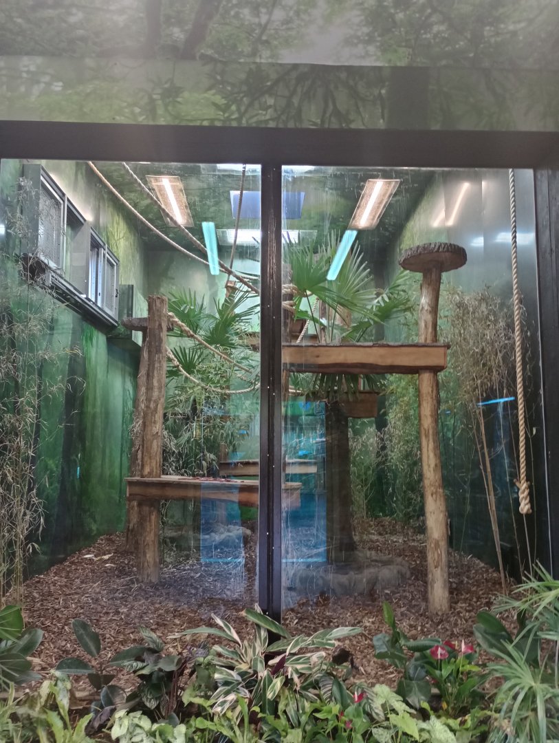 Song Of The Forest-Gibbon indoor quarters