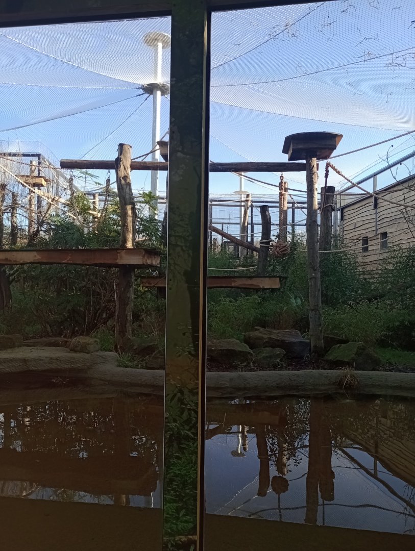 Song of The Forest-Gibbon outdoor exhibit