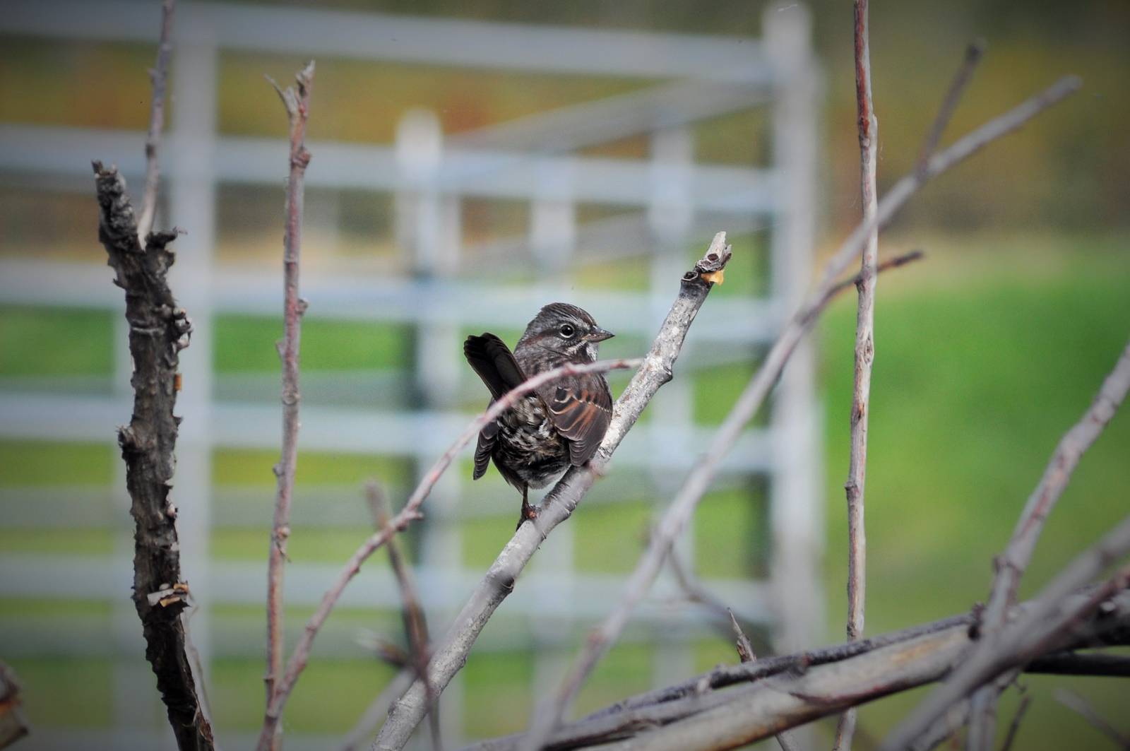 Song Sparrow (?) - Alaska