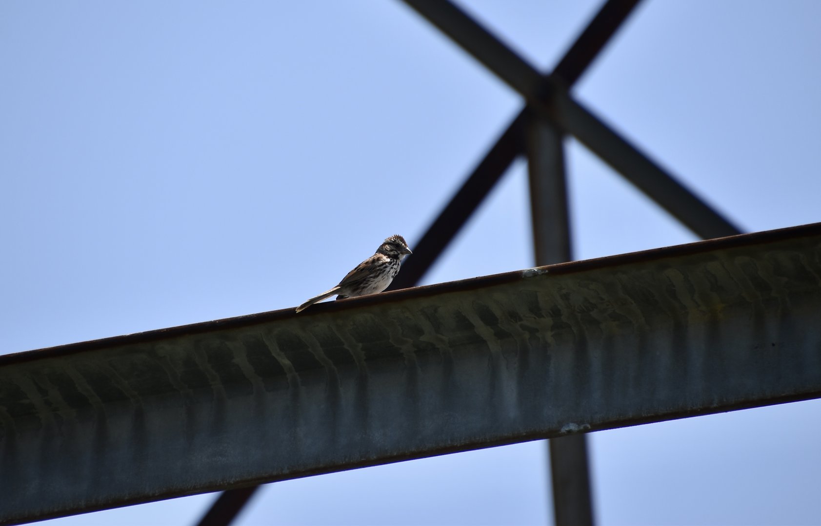 Song Sparrow (Melospiza melodia) on tower