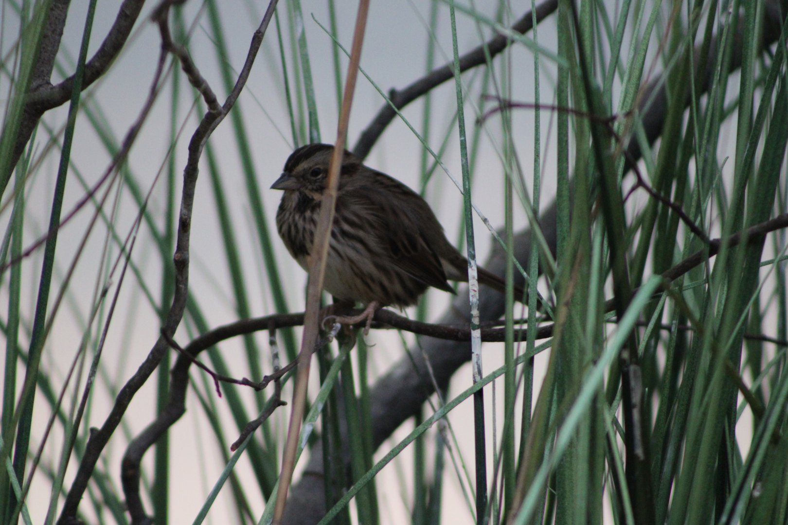 Song Sparrow (Melospiza melodia)