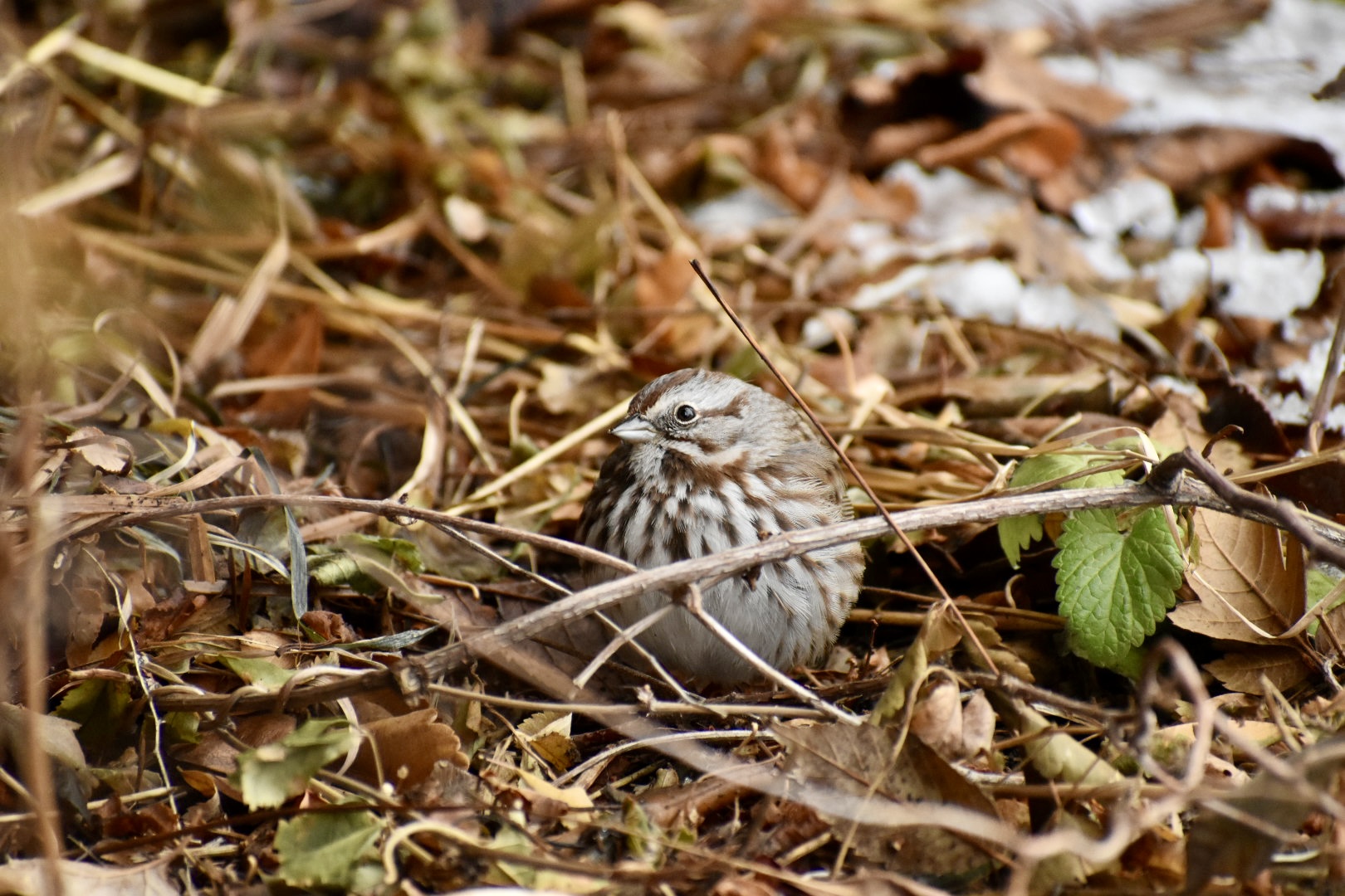 Song Sparrow (Wild) - Asian Highlands