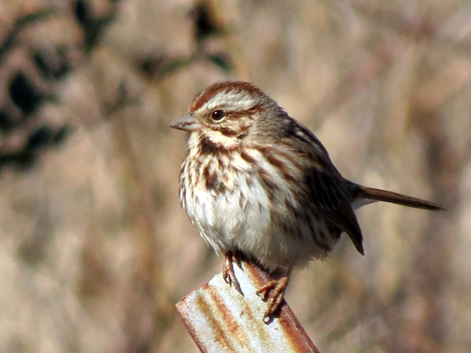 Song Sparrow