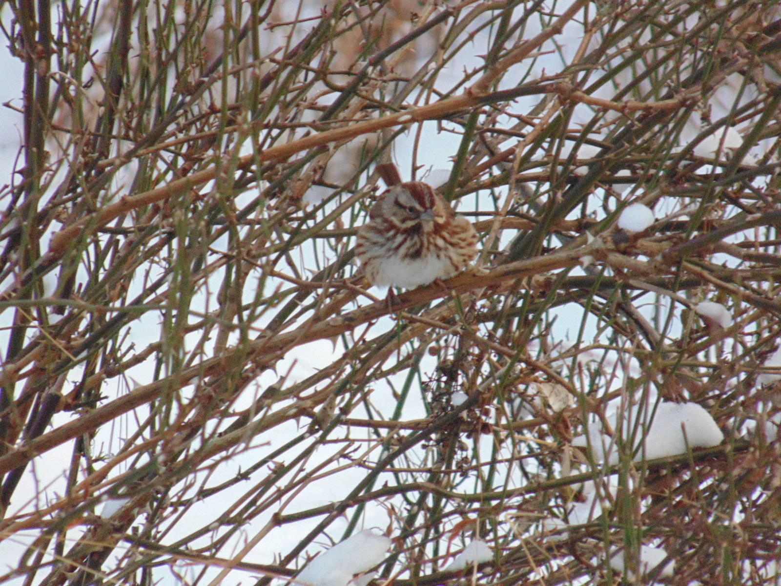 Song Sparrow