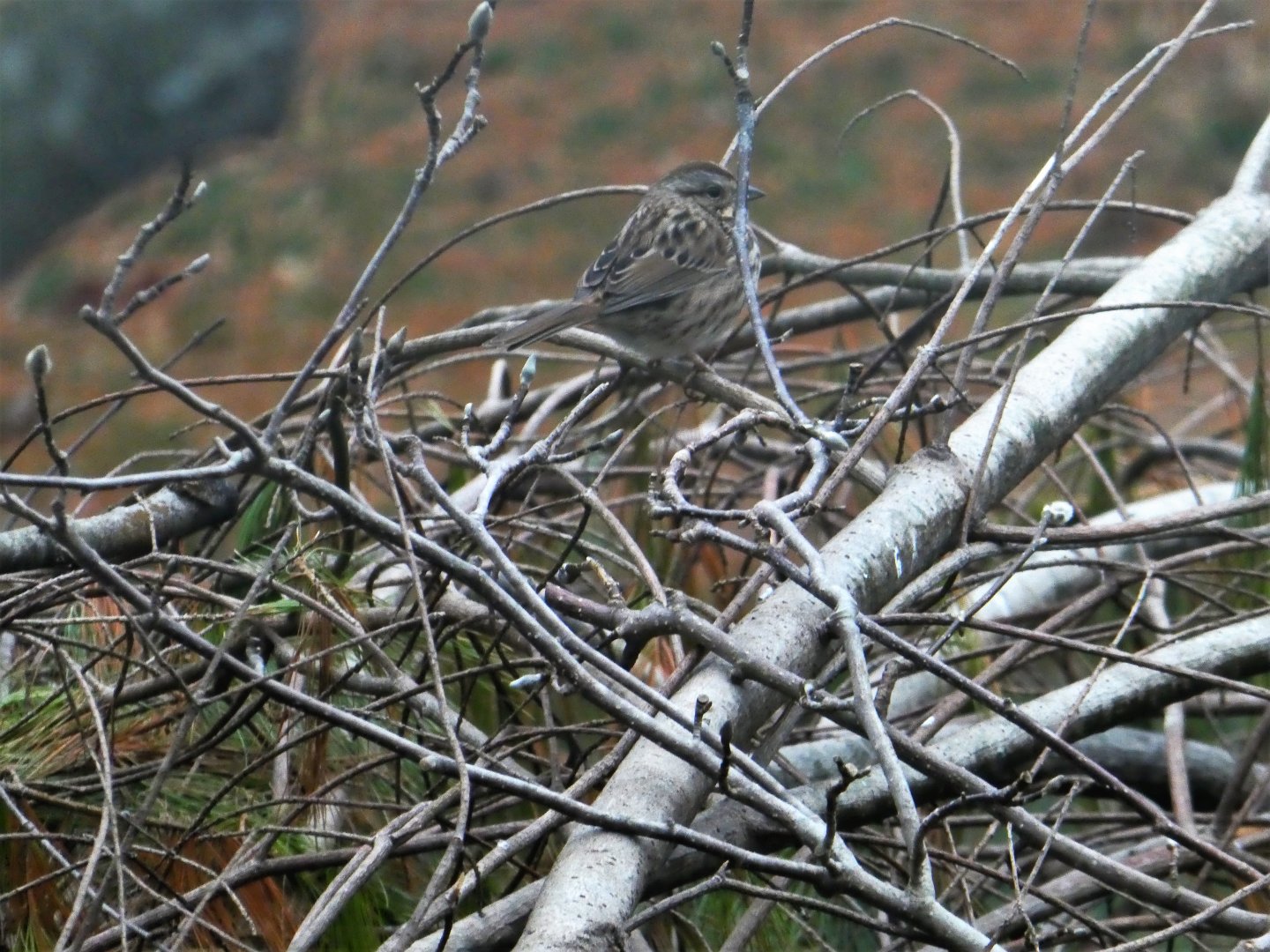 Song Sparrow