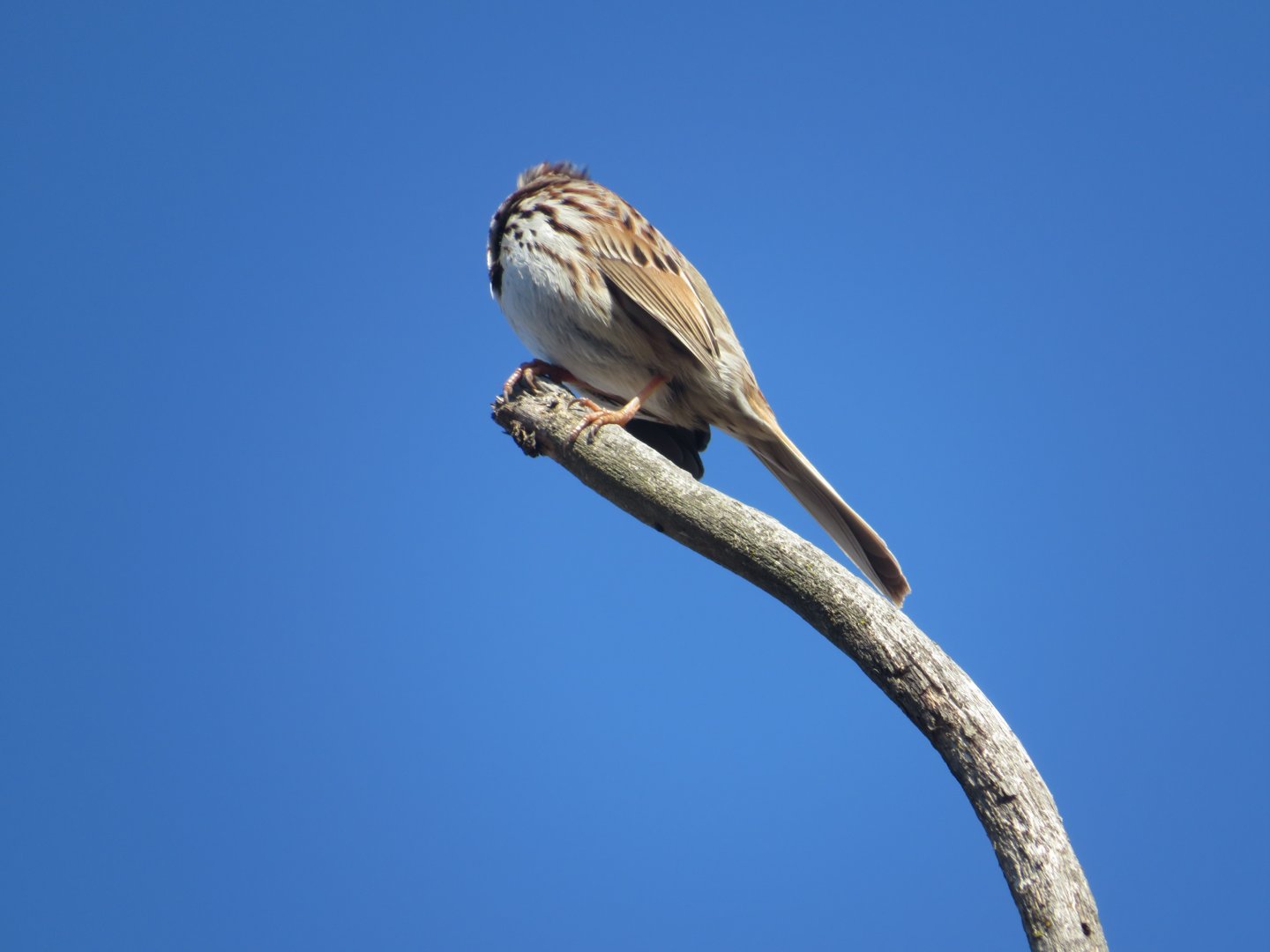 Song sparrow