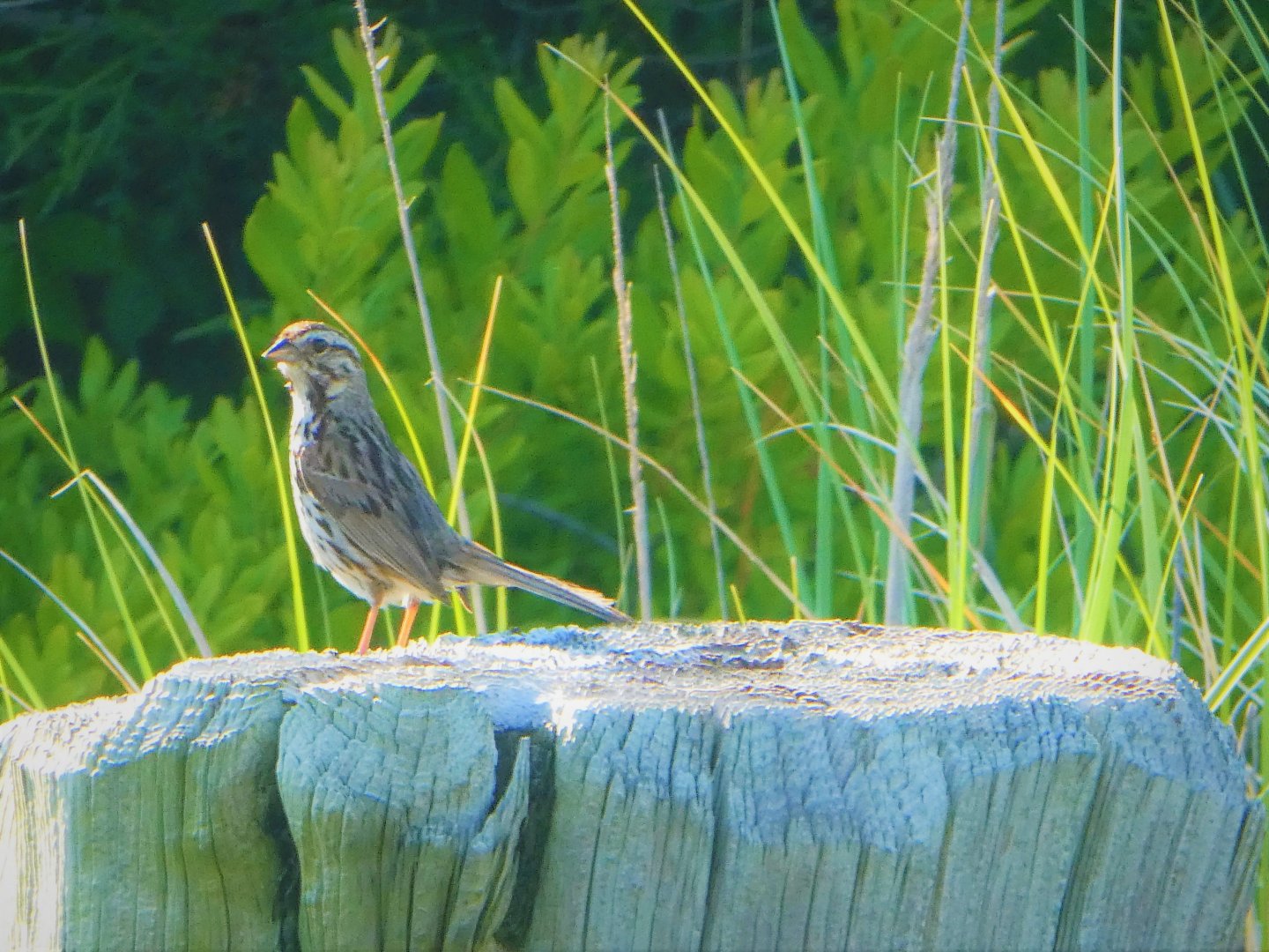 Song Sparrow
