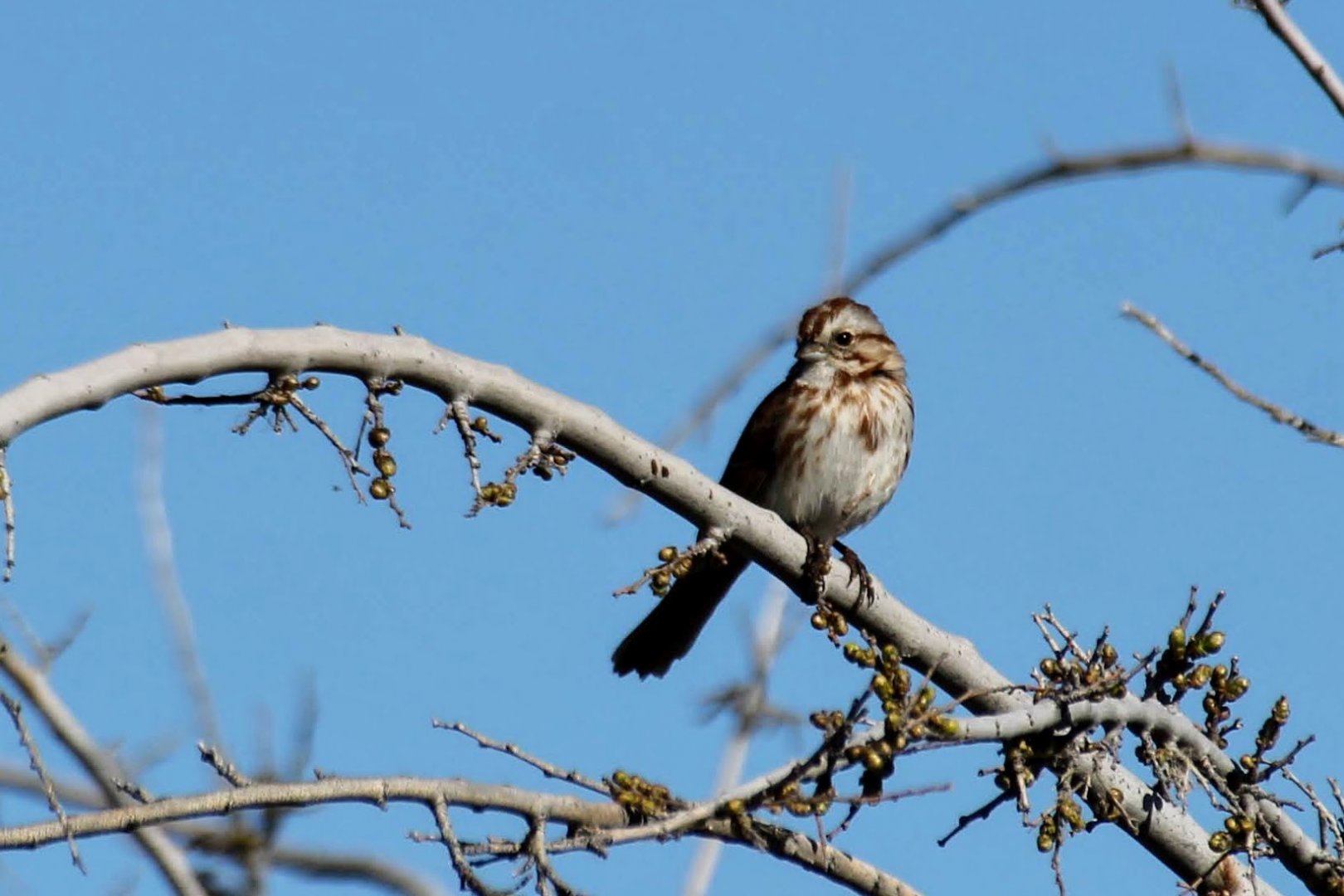 Song Sparrow