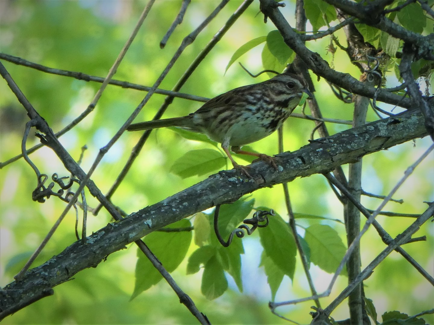Song Sparrow