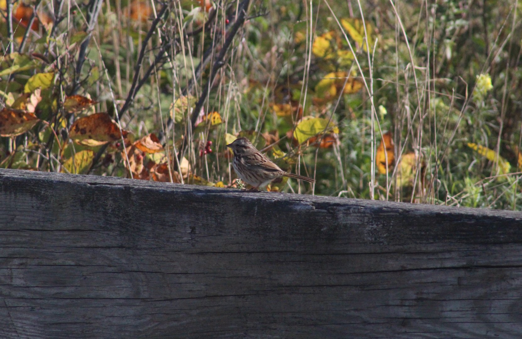 Song Sparrow