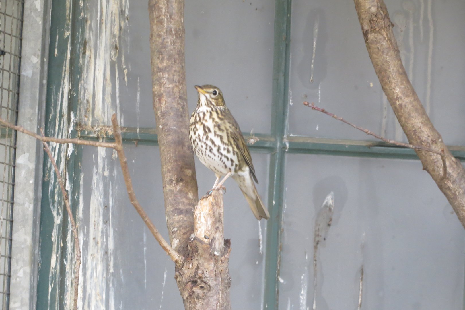 Song thrush 011218