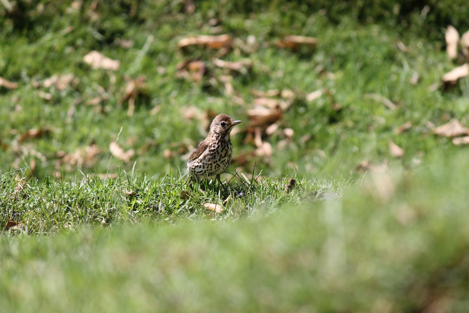 Song Thrush (2012)