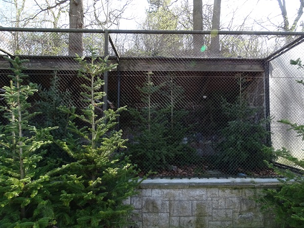 Song thrush enclosure (04/22)