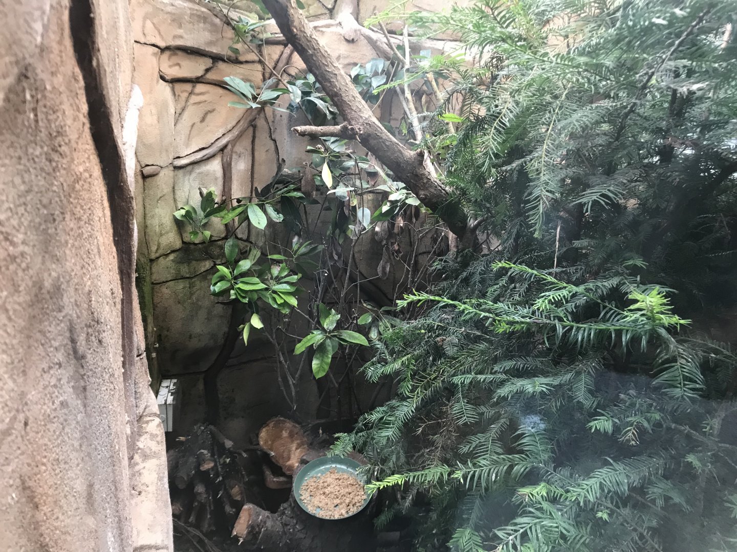 Song thrush enclosure