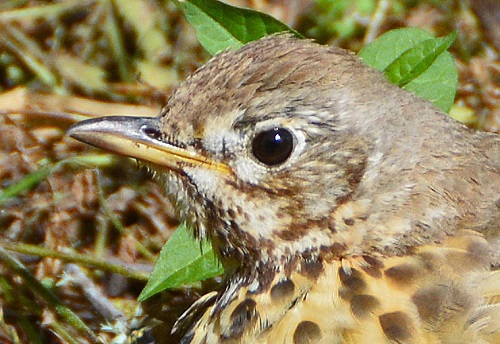 Song thrush portrait.