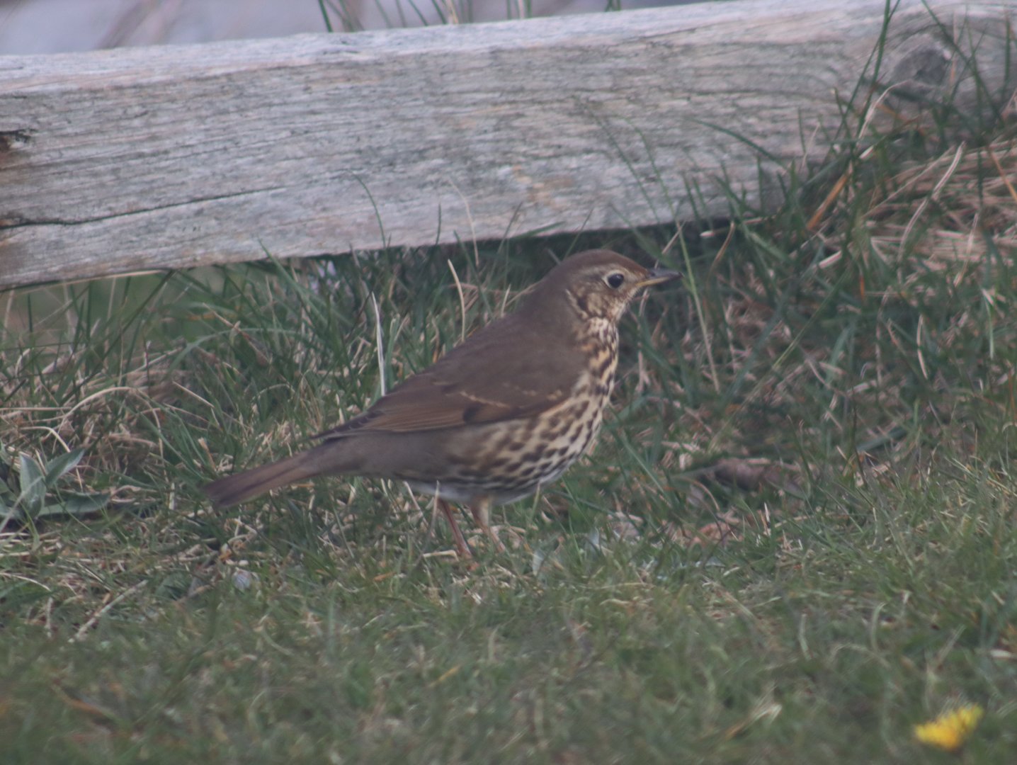 Song thrush ssp. hebridensis