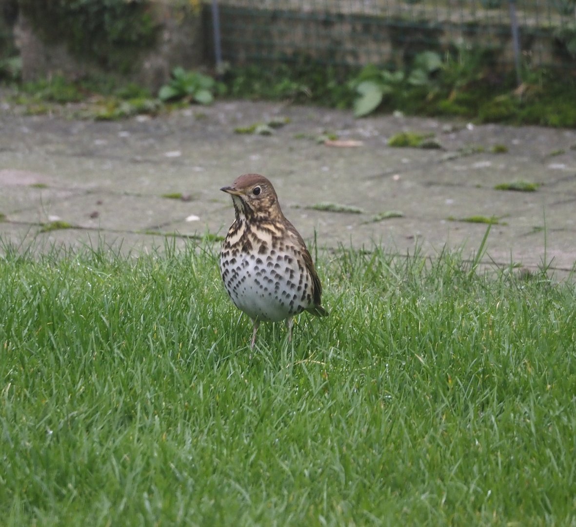 Song thrush (Turdus philomelos), 2024-12-31