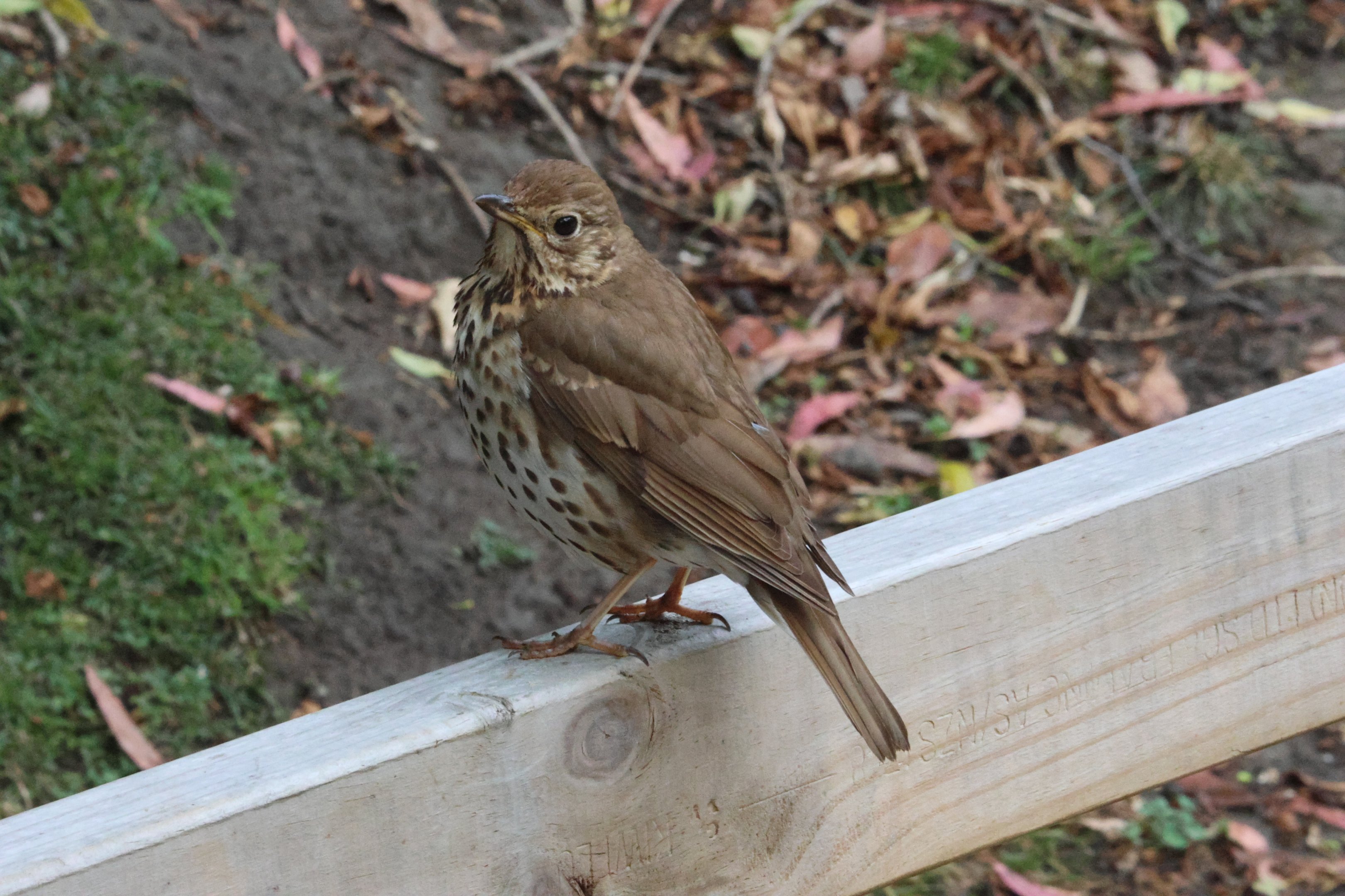 Song Thrush, Wellington Zoo grounds