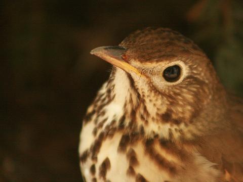 Song Thrush