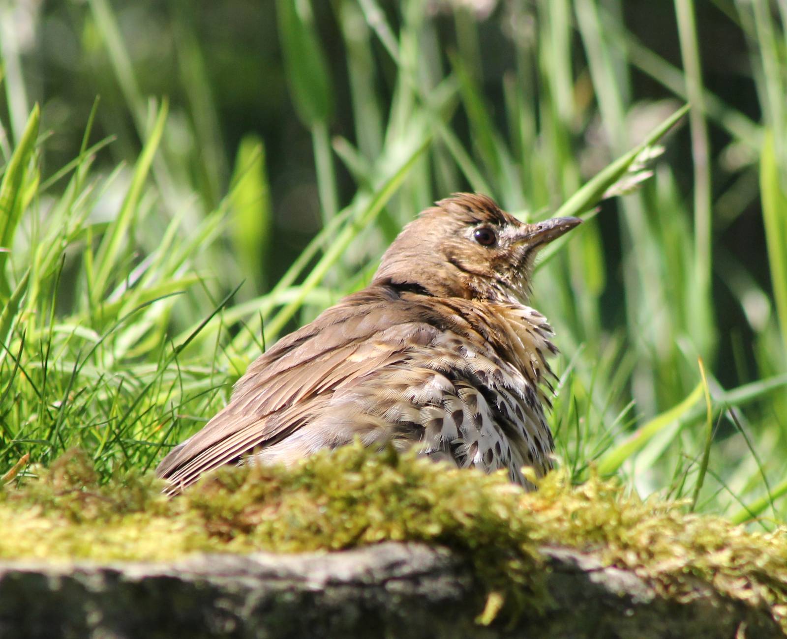 Song thrush
