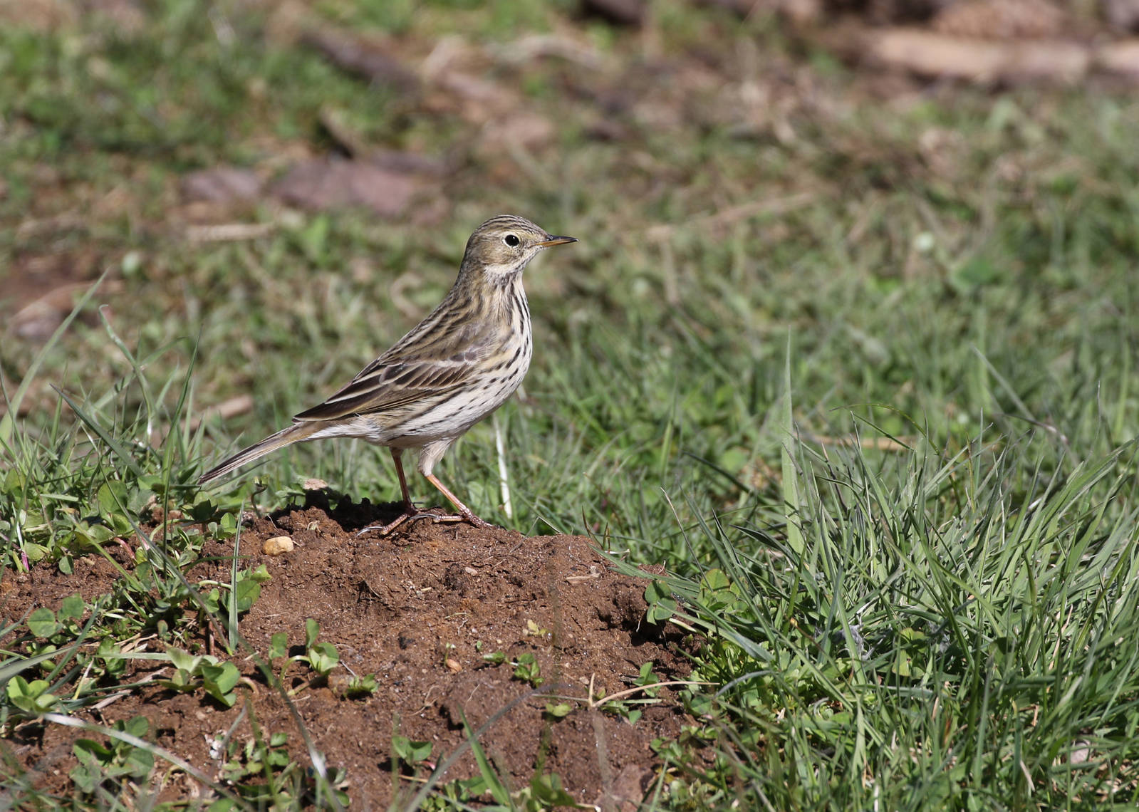 Song Thrush?