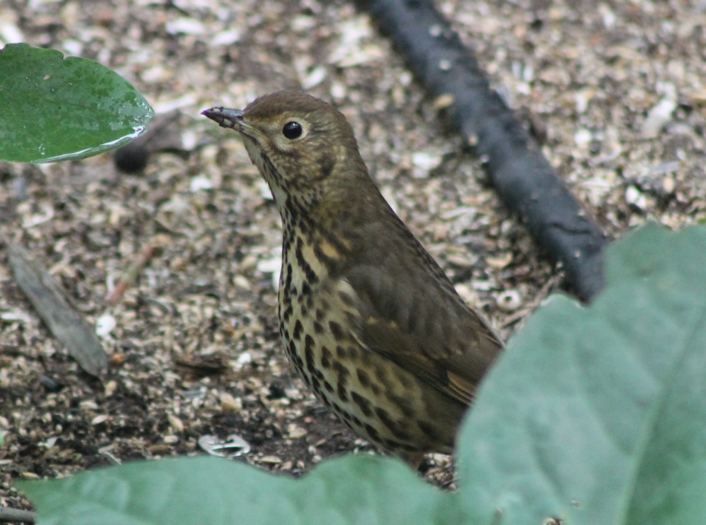 Song thrush