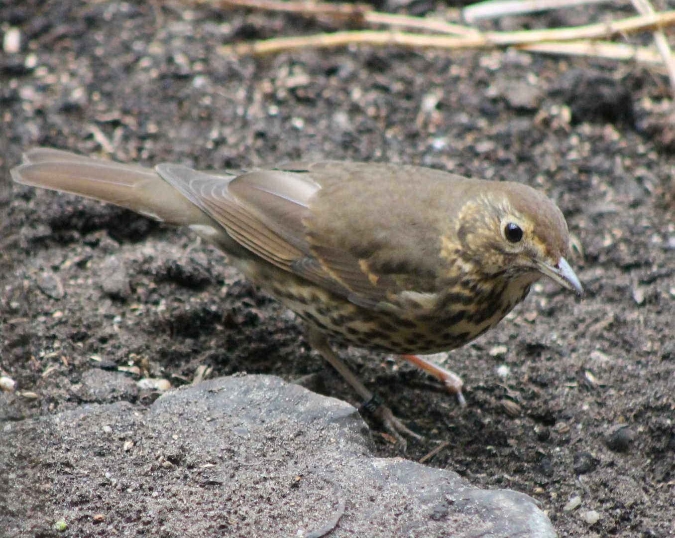 Song thrush