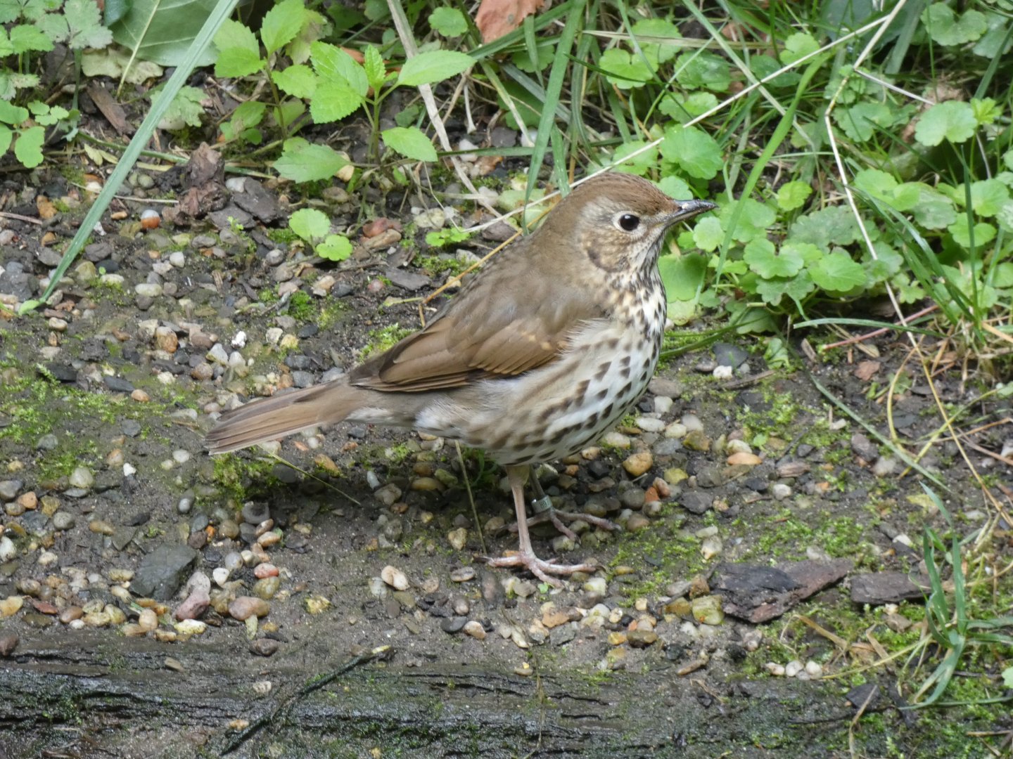Song Thrush