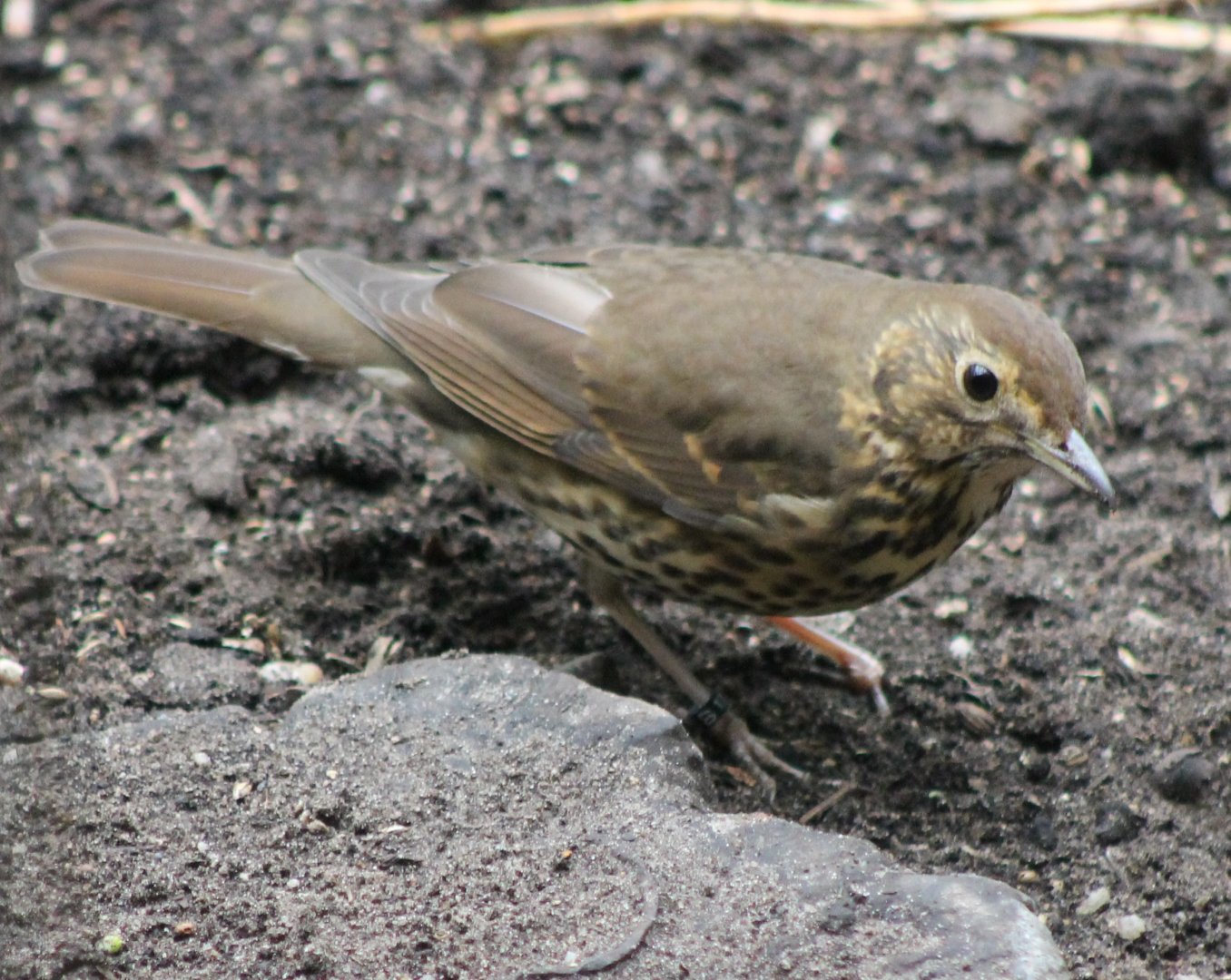 Song thrush