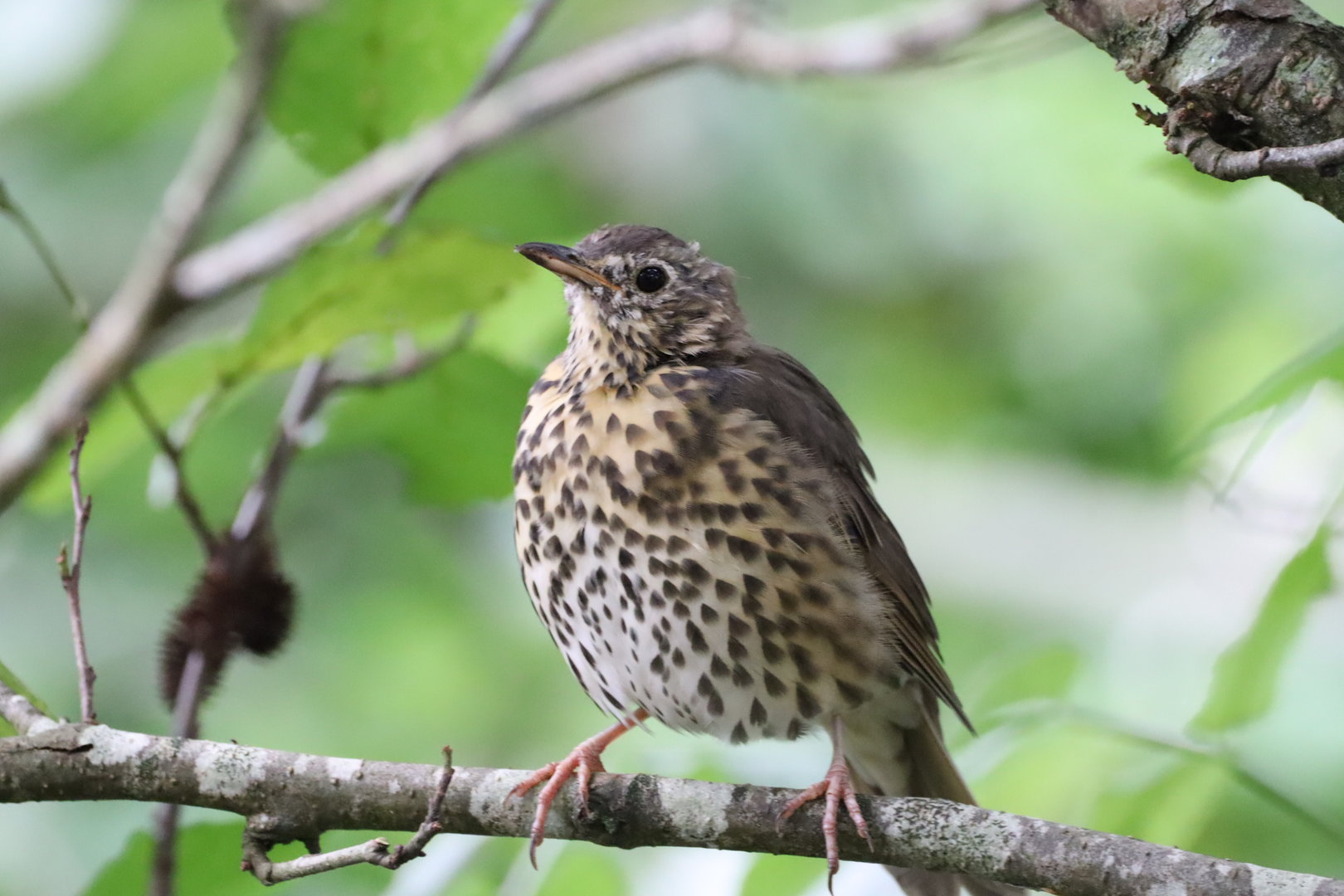 Song Thrush