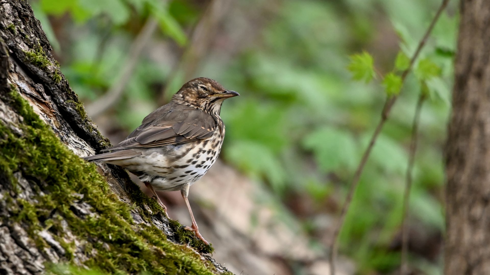 Song thrush