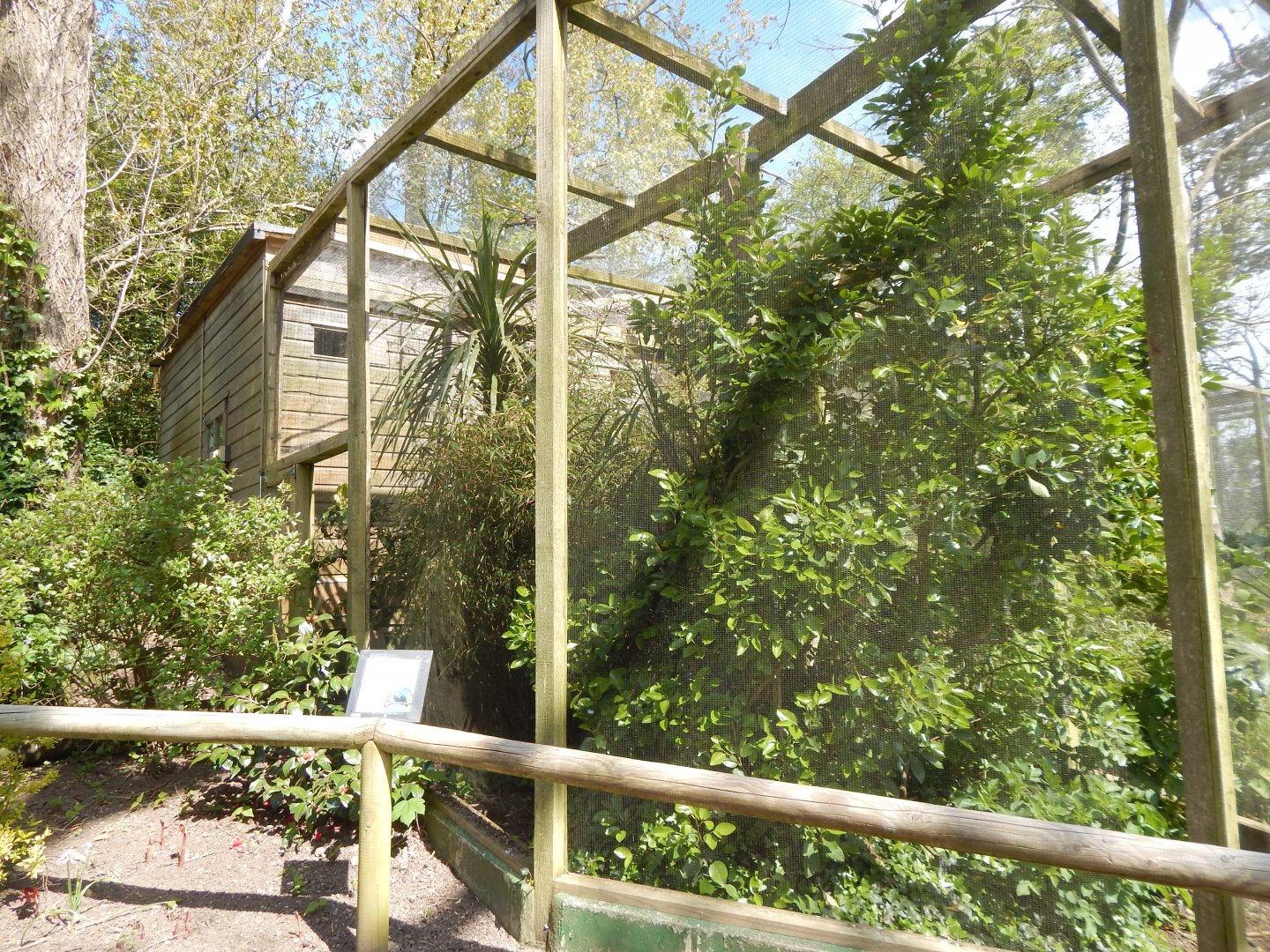 Songbird Aviary 240424