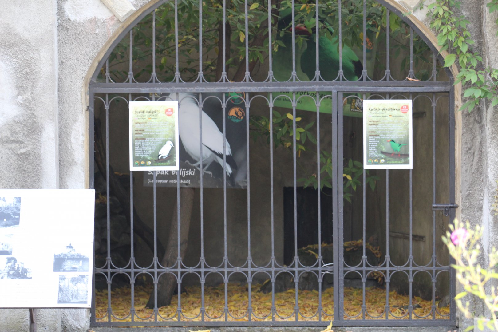 Songbird Conservation Display