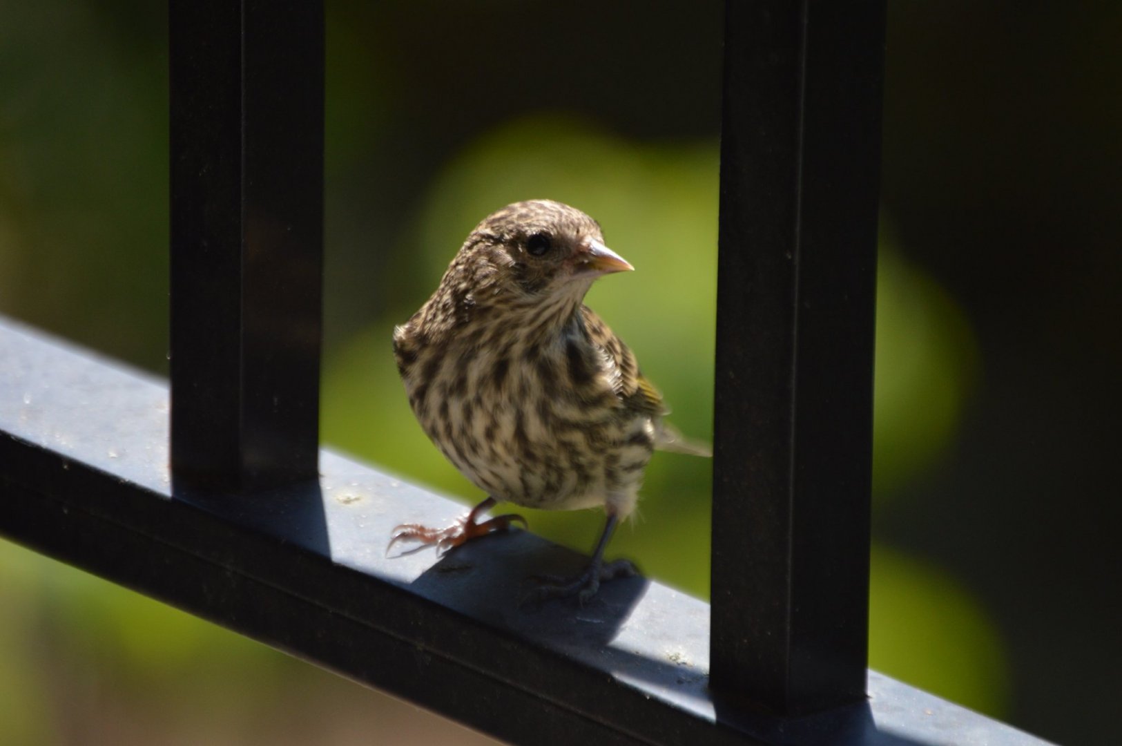 Songbird ID (Seattle, Washington)