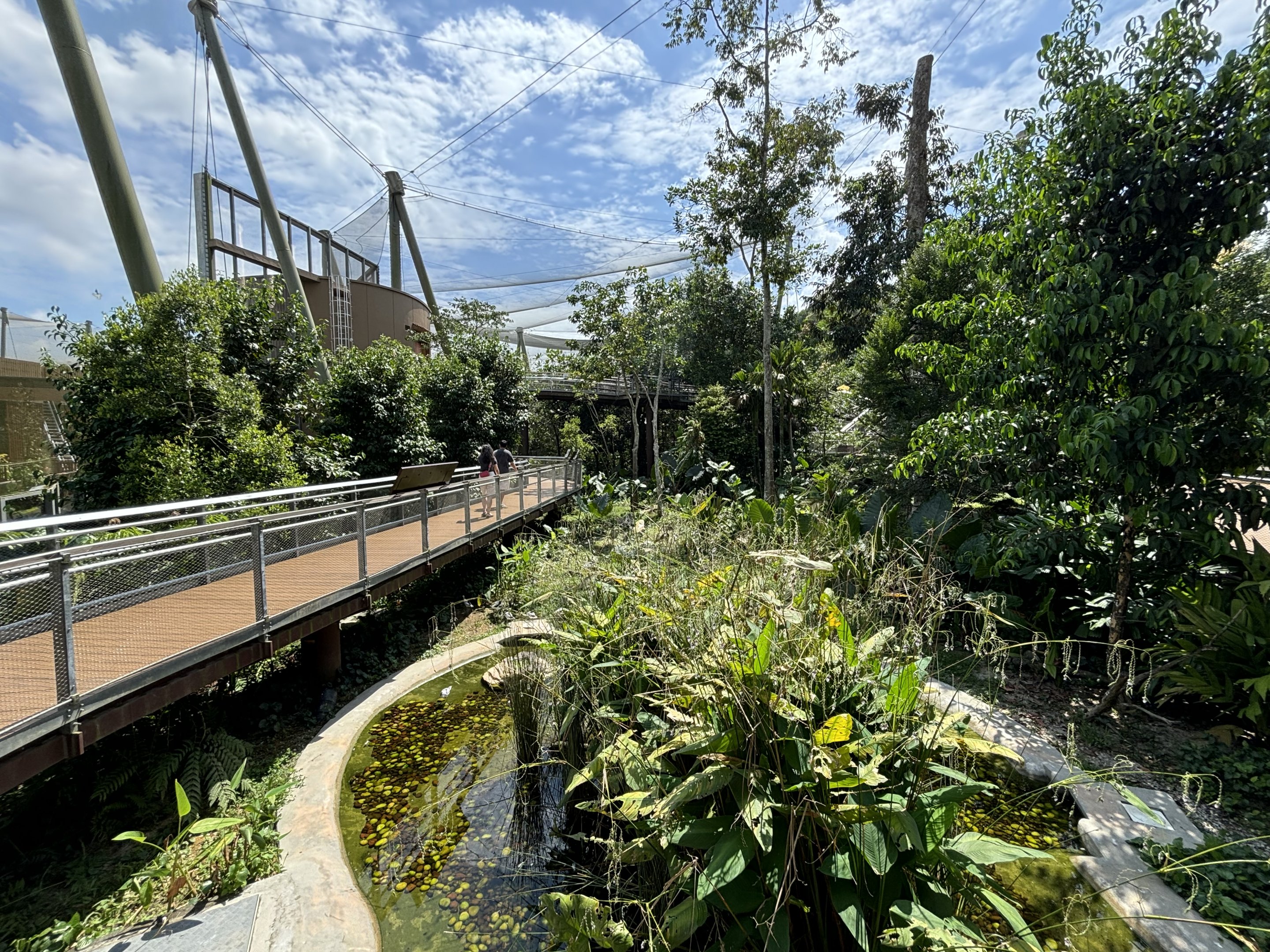 Songs of the Forest Aviary - 50 species